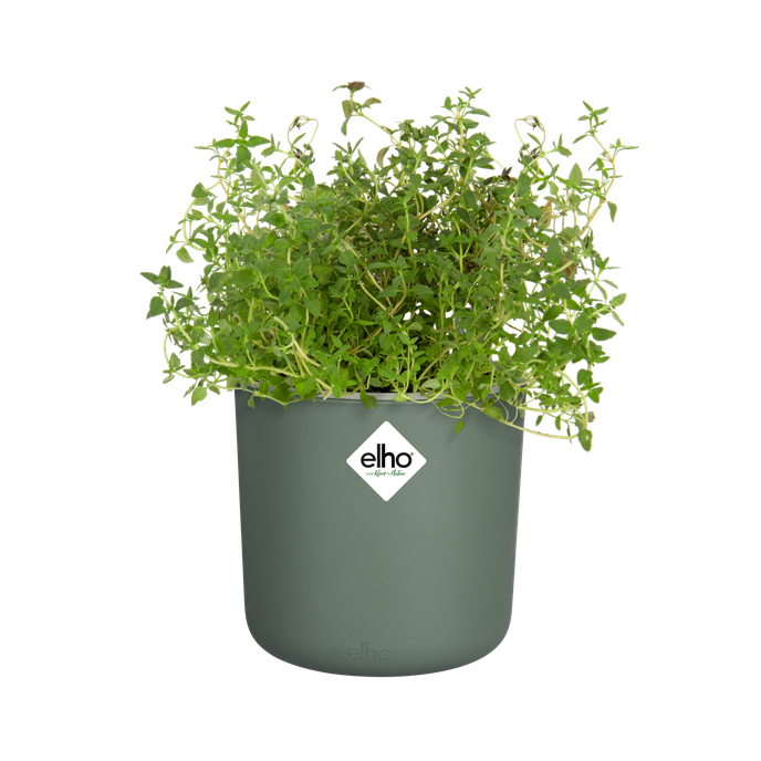 happy herbs 14cm leaf green